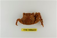藏品(無斑斜紋蟹)的圖片